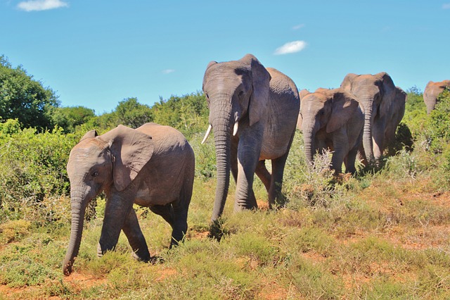 Addo Elephant