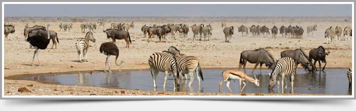 Etosha National Park - Namibia