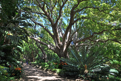 kirstenbosch