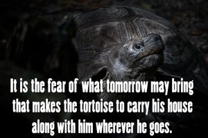 tortoise4