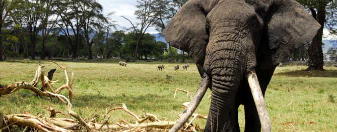 ngorongoro